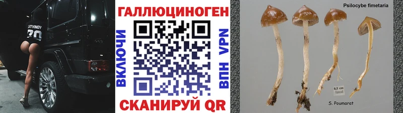 Галлюциногенные грибы Magic Shrooms  нарко площадка телеграм  Новотроицк 